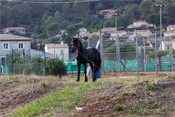 O que significa sonhar com cavalo amarrado no quintal