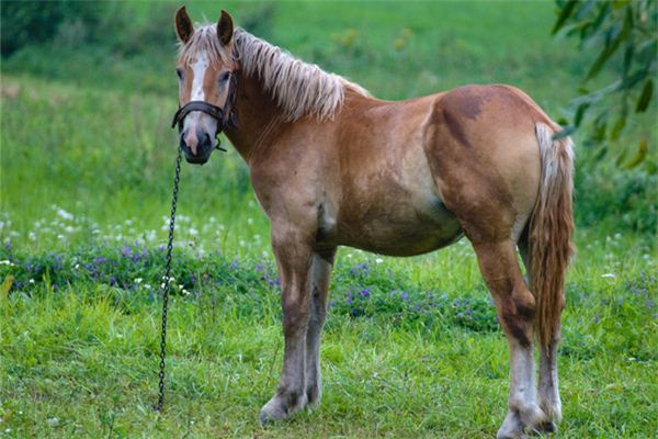 O que significa sonhar com cavalo carregando joias ou mercadorias?