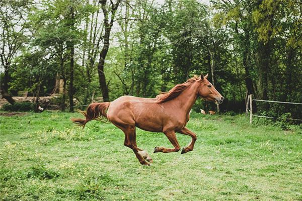 O que significa sonhar com cavalo perto