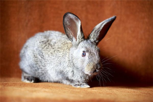 O que significa sonhar com coelho correndo para dentro de casa