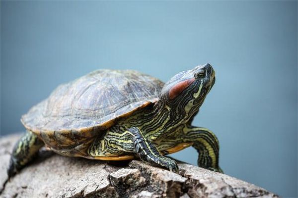 O que significa sonhar com tartaruga tomando sol