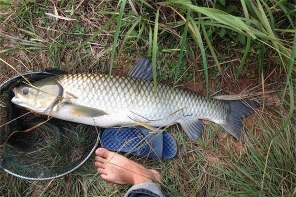 O que significa sonhar com segurando o peixe com a mao