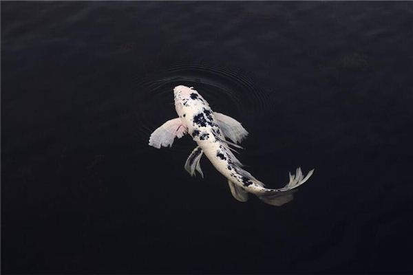 O que significa sonhar com peixe em um rio ou lagoa