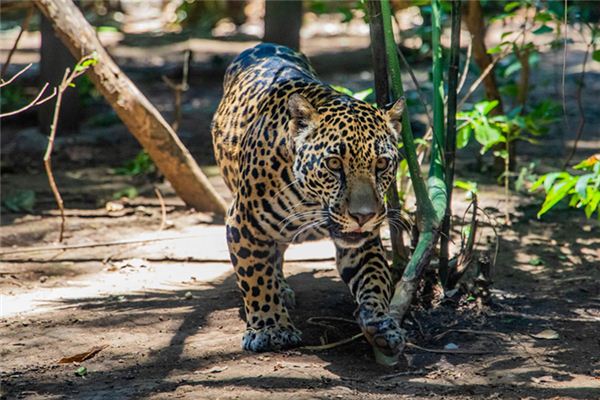 O que significa sonhar com leopardo