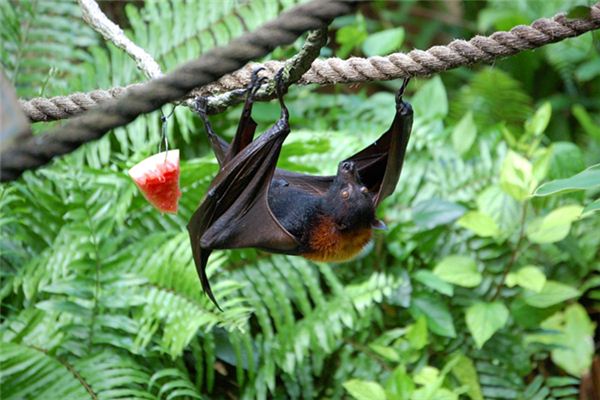 O que significa sonhar com morcegos