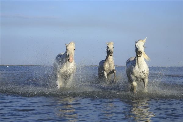 O que significa sonhar com cavalo branco