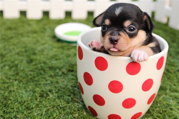 Análise de sonhar com filhote de cachorro