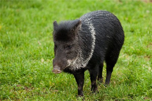 O que significa sonhar com porco preto