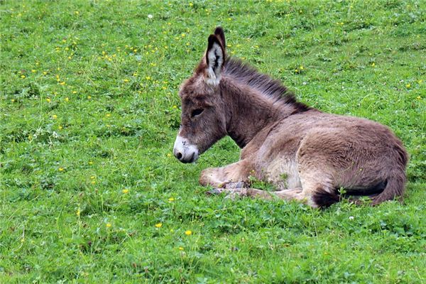 O que significa sonhar com burro