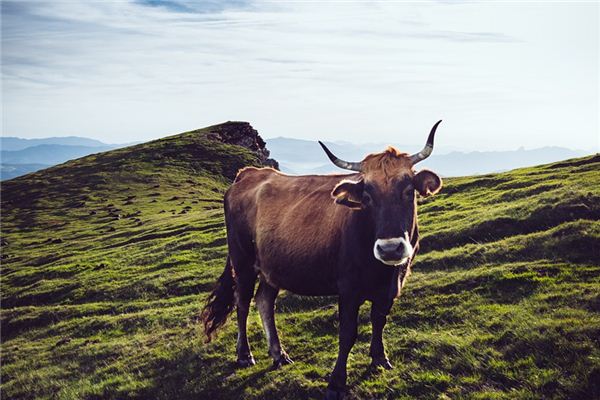 O que significa sonhar com vaca