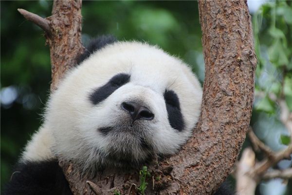 O que significa sonhar com panda