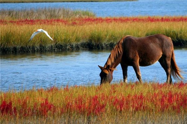 O que significa sonhar com cavalo selvagem