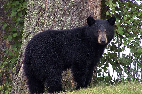 Análise de sonhar com urso