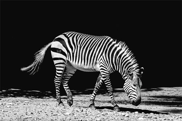 O que significa sonhar com zebra