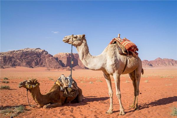 O que significa sonhar com camelo