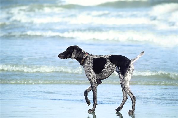 O que significa sonhar com cachorro abanando o rabo