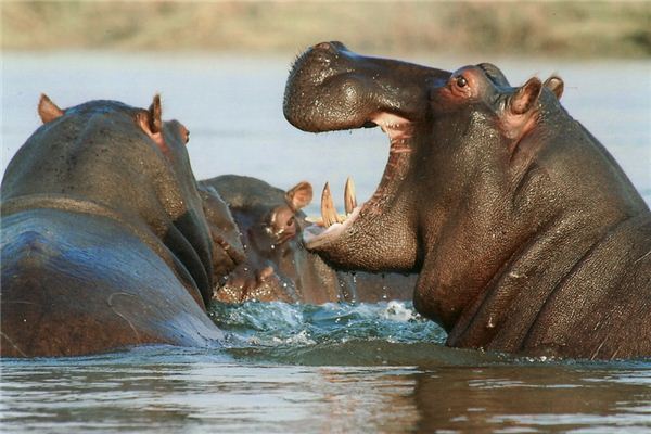 O que significa sonhar com hipopótamo
