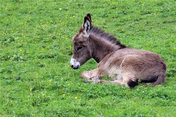 O que significa sonhar com ser chutado por um burro