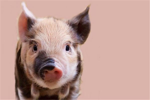 O que significa sonhar com criação de porcos
