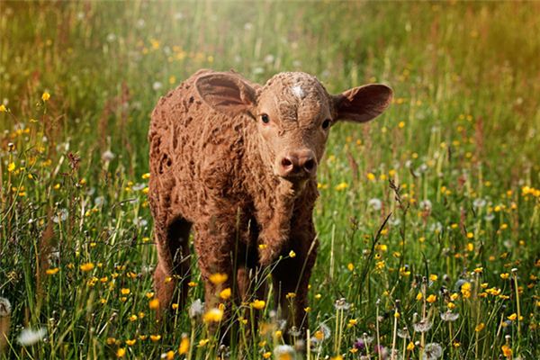 O que significa sonhar com vaca