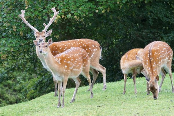 O que significa sonhar com veado sika