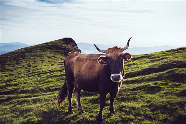 O que significa sonhar com ser perseguido por uma vaca