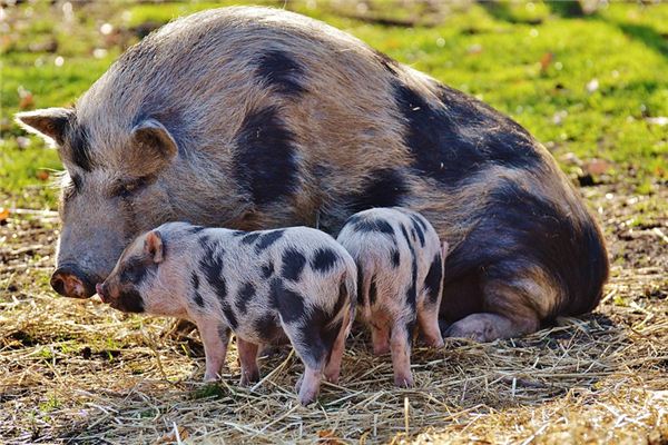 O que significa sonhar com alimentando porcos