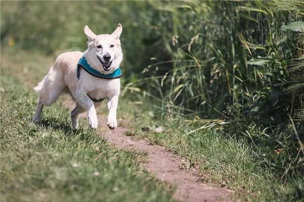 O que significa sonhar com cães