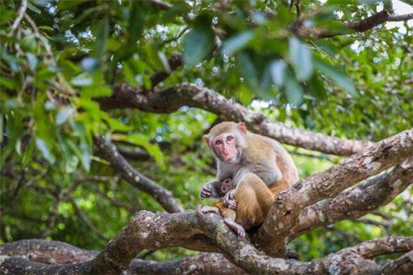 O que significa sonhar com macaco