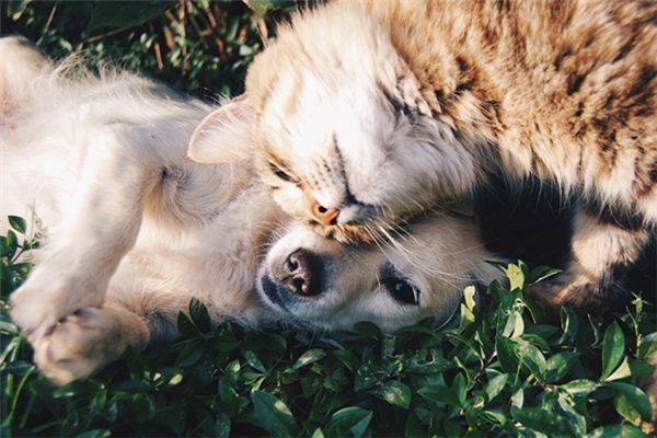 O que significa sonhar com cachorro matando gato