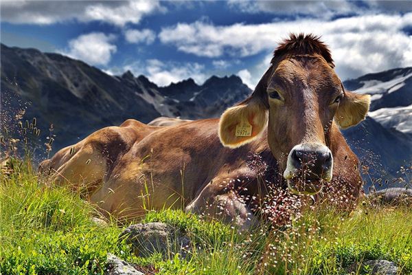 O que significa sonhar com matar uma vaca