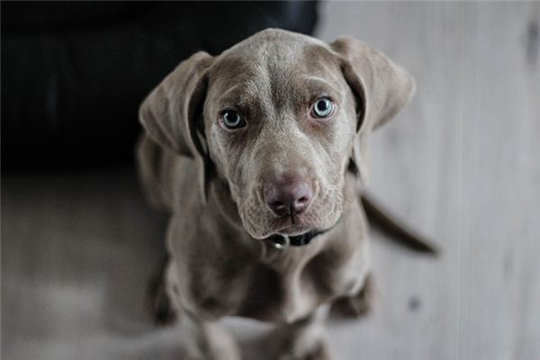 O que significa sonhar com matar um cachorro