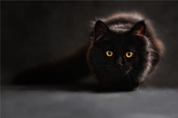 O que significa sonhar com gato preto