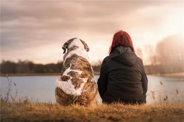 O que significa ter um cachorro em um sonho