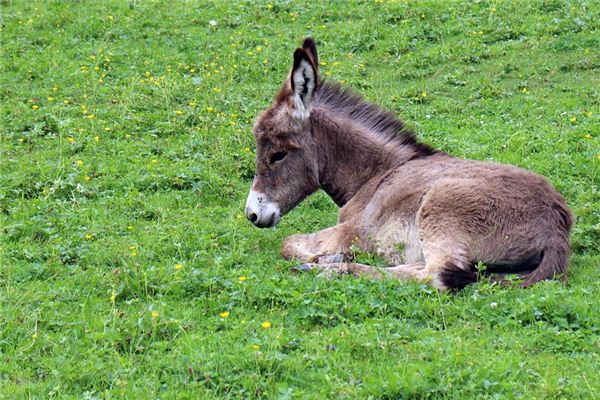 O que significa sonhar com burros e mulas