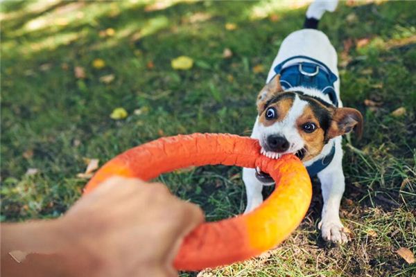 O que significa sonhar com cachorro mordendo