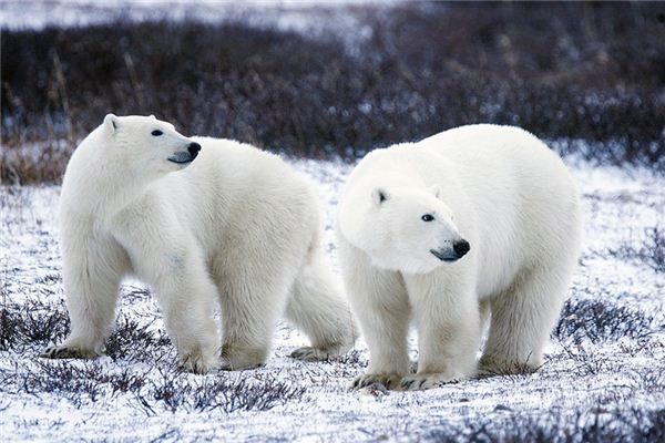 O que significa sonhar com urso polar