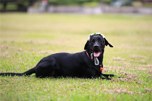 O que significa sonhar com cachorro preto