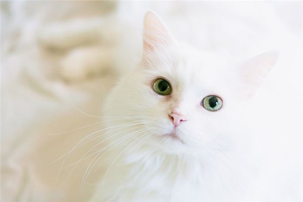 O que significa sonhar com gato branco