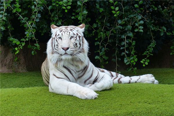 O que significa sonhar com tigre branco