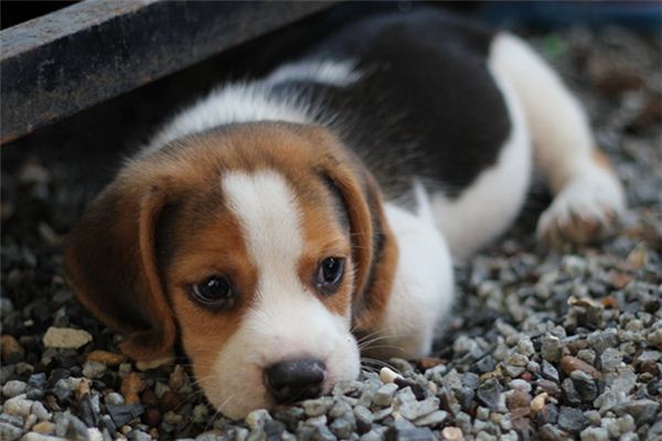 O que significa sonhar com cachorro morto