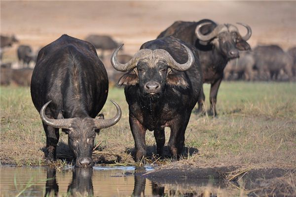 O que significa sonhar com vaca preta