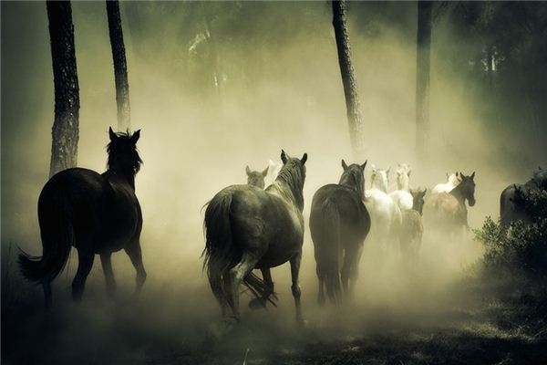 O que significa sonhar com um grupo de cavalos