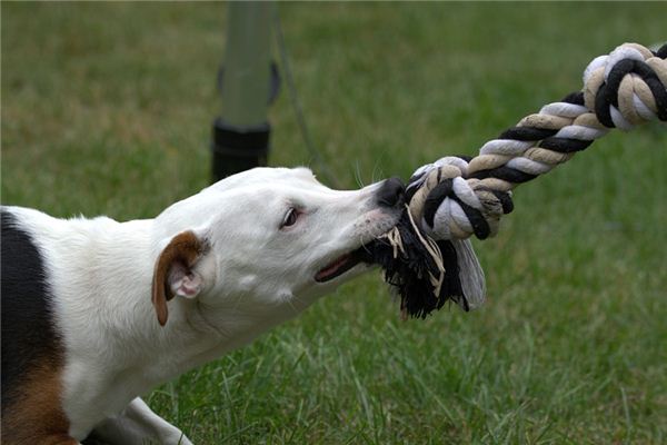 O que significa sonhar com cachorro louco