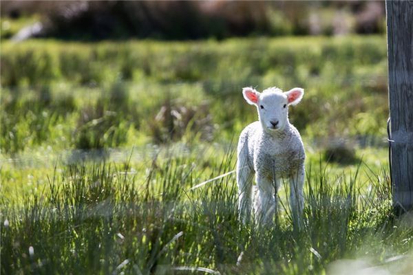 O que significa sonhar com uma ovelha com um chifre