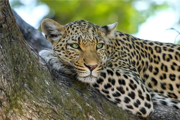 O que significa sonhar com leopardo