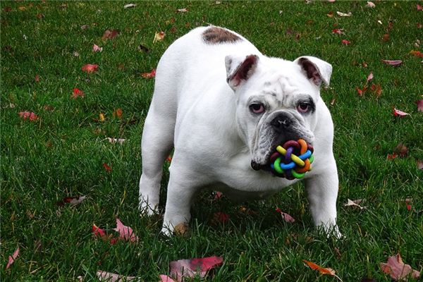 O que significa sonhar com buldogue