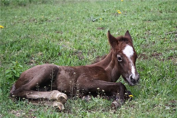 O que significa sonhar com cavalo