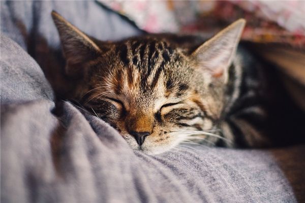 O que significa sonhar com gatinhos