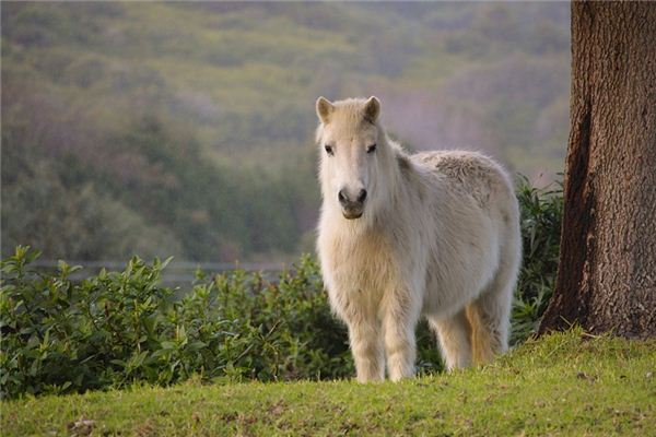 O que significa sonhar com cavalo